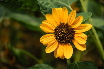 Sunflower closeup background and texture in summer.