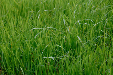 Background of a green grass. Green grass texture