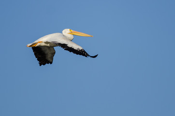 American White Pelican Flying in Blue Sky