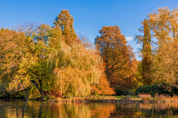 autumn forest landscape.  Golden autumn scenery. Autumn. Fall. A