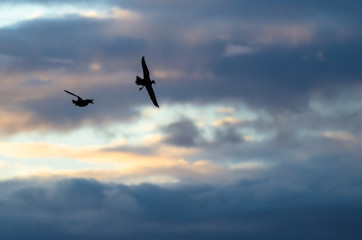 Fototapeta na wymiar Two Silhouetted Ducks Flying in the Beautiful Sunset Sky
