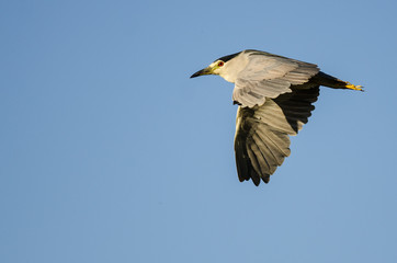 Black-Crowned Night-Heron Flying in a Blue Sky
