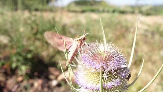 hawk moth flying and extracting nectar from a thistle in springtime at the end it flies away