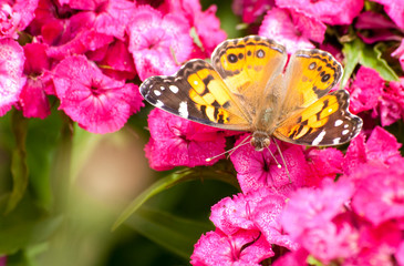 Beautiful Cynthia virginiensis butterfly feeding on a tiny pink flower