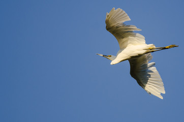 Snowy Egret Flying in Blue Sky