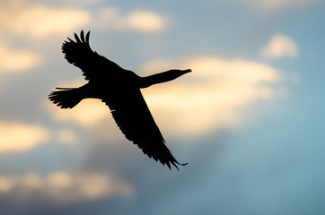 Fototapeta na wymiar Silhouetted Double-Crested Cormorant Flying in the Sunset Sky