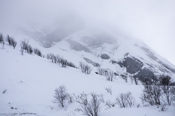 Obraz premium Kozica zagubiona w scenerii