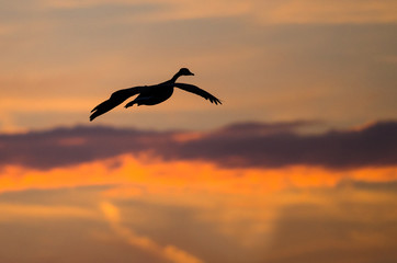 Fototapeta na wymiar Canada Goose Silhouetted in the Sunset Sky As It Flies