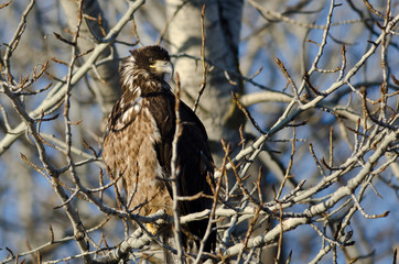 Young Bald Eagle Perched High in a Barren Tree
