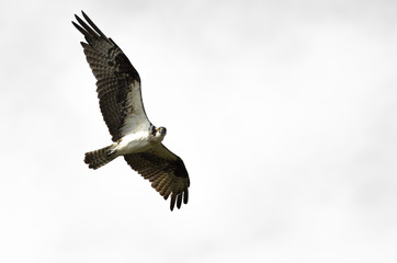 Lone Osprey Making Direct Eye Contact While Flying in a Blue Sky