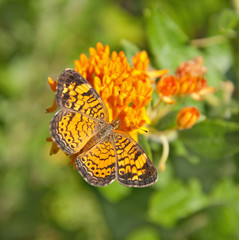 Pearl Crescent Butterfly feeding on Butterfly weed