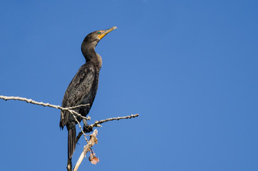 Double-Crested Cormorant Perched in Tall Tree