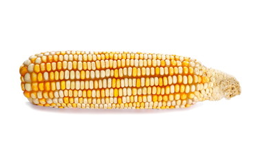 white yellow corn isolated on white background