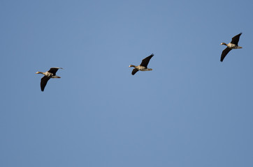 Three Greater White-Fronted Geese Flying in a Blue Sky