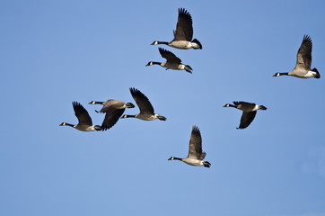 Flock of Canada Geese Flying in a Blue Sky