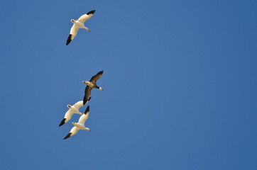 Blue Goose Flying with the White Snow Geese in a Clear Sky
