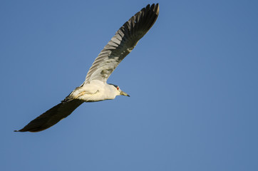 Black-Crowned Night Heron Flying in a Blue Sky