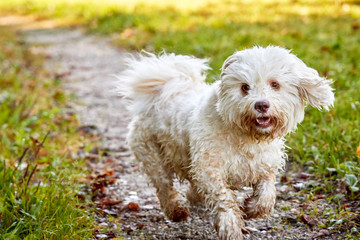 Havanese dog running on a way across the meadows