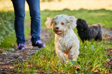 Havanese dog jumping on the green meadows