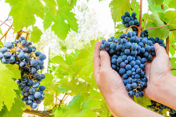 Obraz premium Reben Vitis für Wein und Alkohol im Rotwein und Weisswein