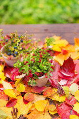 Cranberries and blueberry fall leaves on wooden background autumn