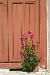 Fototapeta na wymiar pink flower n orange door
