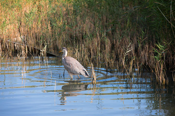 un poisson dans le bec