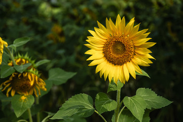 Sunflower closeup background and texture in summer.
