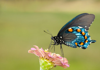 Pipevine swallowtail feeding on a Zinnia