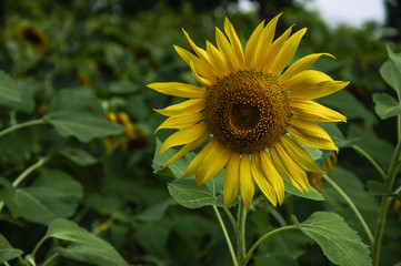 Sunflower closeup background and texture in summer.