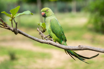 Dindigul, India - October 23, 2013: A green parrot is left out of its cage. Ambulant future telling merchants use the parrot to flip cards supposedly giving clues about the future of the client.