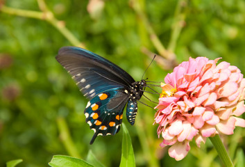 Ventral view of a Pipevine swallowtail butterfly, Battus philenor, feeding on a pink flower
