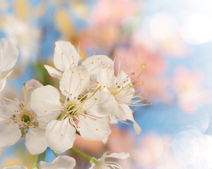 Spring blooms on colorful background, with boked texture