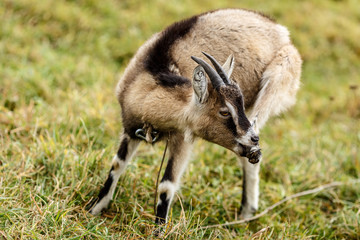 Козочка кусает ногу