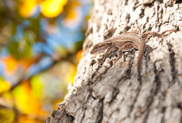 Northern Prairie Lizard up in a tree against fall foliage background
