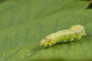 Leafroller caterpillar on a green leaf