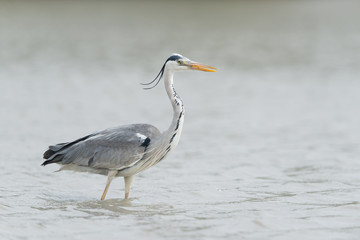 Graureiher, Grey heron, Ardea cinerea