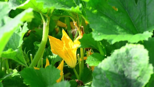 Pumpkin Flower closeup