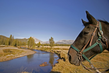 horse n stream