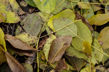 Опавшие листья ореха на земле