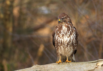 Mäusebussard auf einer Waldlichtung. Tarnzeltaufnahme