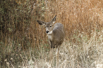 White tail in the tall grass.