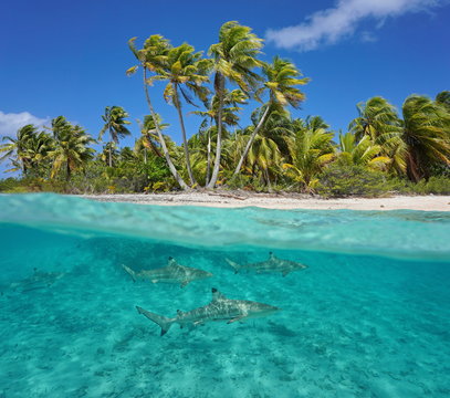 Over and under the sea, tropical shore with coconut palm trees and blacktip reef sharks underwater, Tikehau atoll, Pacific ocean, French Polynesia
