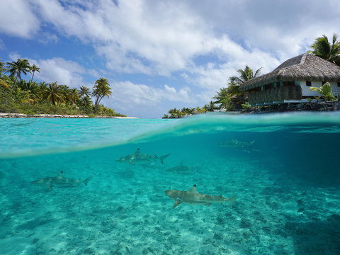 Half over and underwater sea, tropical island with a vacations resort and blacktip reef sharks below water surface, Tikehau atoll, Pacific ocean, French Polynesia
