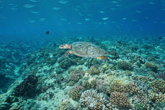 A hawksbill sea turtle underwater, Eretmochelys imbricata, with fish above a coral reef, Pacific ocean, Tuamotu, French Polynesia
