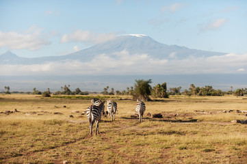 Fototapeta na wymiar zebras walking at savanna with mountain Kilimanjaro on the background at park Ambosseli