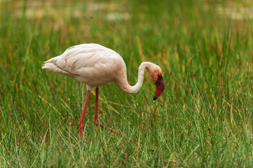 Lesse flamingo in the green grass with a drop of water on the beak