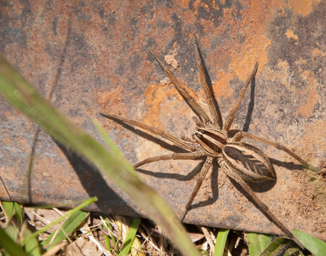 Rabid Wolf Spider on rusty metal