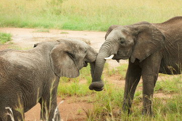 two young elephants playing crossing their trunks in Masai Mara, Kenya