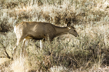 Deer grazing in brush.